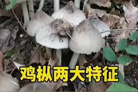 鸡枞的两大特征#鸡枞 #鸡枞菌