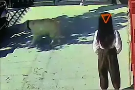 狗狗亲热主人用力过猛 #创作灵感 #动物的迷惑行为 #看一次笑一次 #这狗成精了 #监控下的一幕危险瞬间视频封面