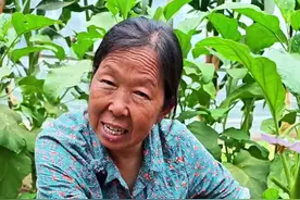 茄子为什么剪枝 秋季茄子不用育苗#茄子种植 #茄子管理重点来了 #蔬菜管理 #生菜杨姐 #三农