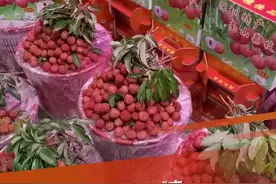 近日，广东深圳，今年夏天荔枝即将上市，位于宝安区的黄田荔枝园，占地面积2100亩，荔枝树6万余棵，种类包括妃子笑、桂味、糯米糍、和枝等五大品种。但由于去年的暖冬和今年的寒潮、暴雨，今年预计产量仅有6000斤左右，产量明显减少。能够成熟上市的只有妃子笑和和枝两大品种，价格也较贵。@抖音短视频视频封面