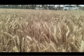 你有没有想过？从公元前221年秦朝建立到如今，这看似漫长的2245年，其实也不过是麦子熟了2245回。就如这牧民转场，一年一度都会带着牛羊居家迁移到另一片牧场…… 如果一个人的生命有70年，那么2245年，也只是32个人生死相接的一生。 我们总是被一些大词裹挟，沉迷于一些宏大叙事、空洞概念，其实不如实在一点，想想这短暂的一生，到底要为什么而活。 小时候学诗词，秦时明月汉时关。 其实是想告诉你，你脚下站着的土地，跟秦始皇、汉武帝站着的，是同一块土地。人生代代无穷已，江月年年望相似。其实是想告诉你，你抬头望见的那弯月亮，跟李白望见的、苏轼望见的，也是同一片月亮。万里长城今犹在，不见当年秦始皇。其实是想告诉你，什么千秋霸业、功名利禄，在时间面前都终成废墟一切活法都不如按自己喜欢的方式度过这一生，来得划算。 所谓人生，不过几十次麦熟。 "这短短的一生，我们最终都会失去。你不妨大胆一些，爱一个人，攀一座山，追一个梦。"历史总有很多让人错愕的瞬间…#麦子 #麦田