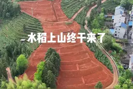 水稻上山终于来了。视频封面
