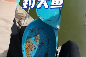 最近很火的通威饲料，到底好不好用？ #原来钓鱼才是抖音运动顶流 #通威饲料 #玩转黑坑 #钓鱼技巧