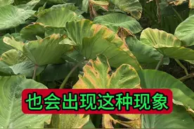 高温情况下火烧叶产生的几种原因 #香芋种植 #芋头种植 #福建芋头种植 #韶关芋头种植 #火明哥