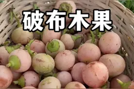 印度奇特水果——毛叶破布木，也叫做大果破布木。#植物科普 #破布木  #奇特的水果 #自然奇境科普季