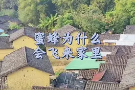 蜜蜂飞来家里筑巢是好还是坏  #蜜蜂养殖