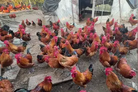 公鸡养的时间长了打架打怂了，每天都有伤亡的视频封面