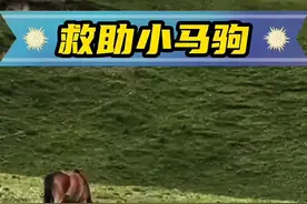小马掉入了河里，马妈妈在岸边来回踱步，好心人发现并把小马救了起来#万物皆有灵性 #动物世界看人生百态 #野生动物零距离 #动物救助 #头条双星激励计划视频封面