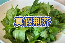 真假荆芥河南朋友常吃的荆芥，在植物志上叫疏柔毛罗勒。视频封面