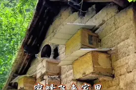 蜜蜂飞来家里是好事还是坏事  #蜜蜂