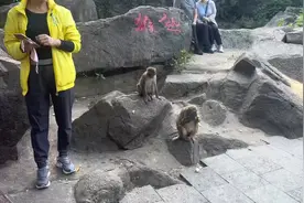 特别通人性，很聪明的小猴子🐒#野生动物零距离 #南湾猴岛