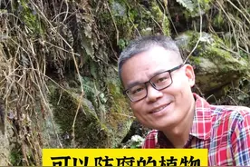 防腐的植物有哪些？#新农人计划2024视频封面