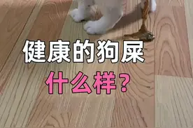 #科学养宠攻略 #科学养宠 #宠物医生 每晚9点直播解决养宠物的问题，