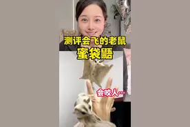 没想到它真的会咬人！我害怕了 #测评 #拆箱 #蜜袋鼯 #宠物