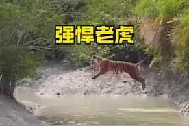 强悍的森林之王老虎#解说版动物世界 #老虎 #内容启发搜索视频封面