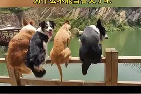 这下知道为什么边牧不能当警犬了吗？#万万没想到 #动物趣事 #边牧视频封面