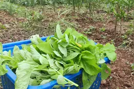 山庄需招聘一名种、养植人员，年龄50+，能吃苦耐劳。视频封面