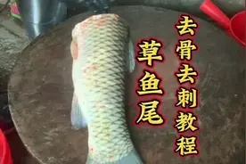 草鱼尾去骨去刺教程 #无刺草鱼 草鱼尾也可以去骨去刺教程