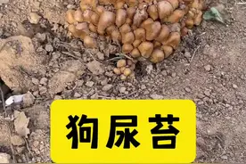 狗尿苔——晶粒小鬼伞 #狗尿苔 #采蘑菇 #野生菌 #野蘑菇 #菌菇视频封面
