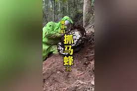 山间发现一窝金环虎头蜂、见面就是搞、哈哈又是超级大货、舒服～ #马蜂 #金环虎头蜂 #大自然的馈赠 #马蜂窝 #小锅抓马蜂视频封面