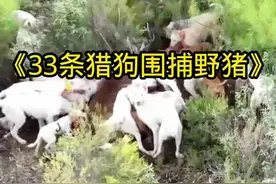 33条猎狗围捕一头200斤的野猪#野生动物零距离 #国外合法狩猎 #内容启发搜索