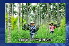 海南万宁槟榔黄叶病毒病发生情况和症状分析