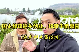 90后，国企辞职返乡创业，干了千亩耙耙柑果园视频封面