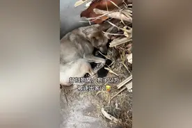 给狗子打扫一下，狗子委屈的表情 #中华田园犬#农村土狗#内容启发搜索 #小狗 #记录我的农村生活视频封面