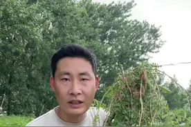 蒺藜是蒺藜科蒺藜属一年生草本植物 ，现在已经不多见了，大家小时候一定都被他扎过脚，非常讨厌他，现在才知道原来他也有很高的应用价值#植物科普 #识百草 #蒺藜 #新农人计划2023 #你的家乡有这种植物吗