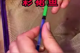 买的鱼掉色？？？ #神奇动物在抖音 #动物的迷惑行为 #彩裙鱼#天使鱼#不良商家视频封面