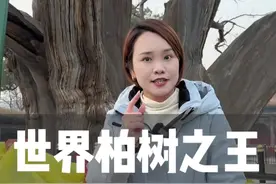 你见过2600多岁的柏树之王吗？据当地人说千万不要和它合影，有人知道为什么吗？#柏树 #千年古树 #福建大乔 #为中国小城上分
