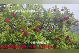 慈溪杨梅甲天下，横河杨梅甲慈溪。#酸甜可口 #吃杨梅的季节视频封面