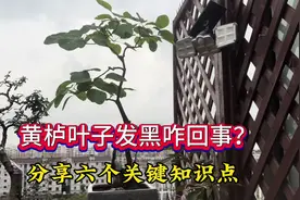 答网友：黄栌下山桩新芽枯萎发黑怎么回事？分享6个知识点去补救视频封面