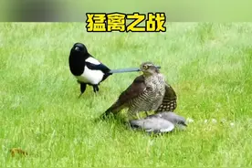 凶猛强悍的雀鹰大战乌鸦和喜鹊#奇妙的动物 #内容启发搜索