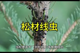 松材线虫对松树危害很大，说成松树癌症不为过。#松材线虫视频封面