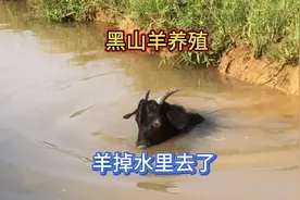 黑山羊养殖。羊掉水里去了，救不了。#努比亚黑山羊 #抖音新农人视频封面