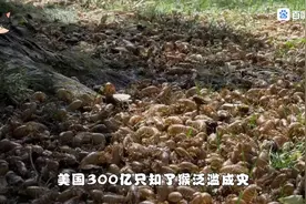 漂亮国知了猴泛滥成灾，我们这倒好，人比猴多，各式各样的武器