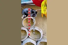 小院里突然来了只看似像狼的黑狐狸，饥饿凶猛警觉性十足，难免担心起白狐的安危，团子们如果碰上这只黑狐会不会凶多吉少。#万物皆有灵性#记录我的农村山里生活#三农 #来自大自然的馈赠 #新农人计划视频封面