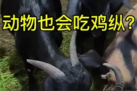 你知道云南人最喜欢的菌子为什么叫鸡枞了吗？ 看完结局你就知道了，真的，叫鸡枞绝对是对的#鸡枞 #野生菌 #鸡枞菌 #云南美食 #大山里的味道