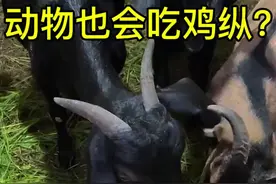 你知道云南人最喜欢的菌子为什么叫鸡枞了吗？ 看完结局你就知道了，真的，叫鸡枞绝对是对的#鸡枞 #野生菌 #鸡枞菌 #云南美食 #大山里的味道