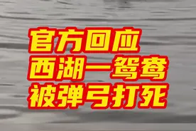#官方回应西湖一鸳鸯被弹弓打死  杭州市西湖水域管理处9日发布情况说明，回应一鸳鸯被弹弓打死。 #半月谈  #热点要闻视频封面