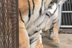 东北虎王被揍全过程！#东北虎 #动物园 #野生动物零距离视频封面