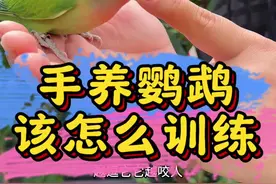 手养鹦鹉该怎么训练 #鹦鹉鹦鹉萌萌哒逗鹦鹉 #鹦鹉小白 #鹦鹉 #养鸟经验分享 #养鹦鹉日记