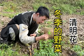 冬天的野菜，清明草，鼠曲草#令人向往的田园生活 #新农人计划2024 #乡村振兴dou行动 #抖音助农 #三农视频封面