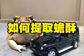 如何提取蟾酥？#癞蛤蟆 #蟾蜍养殖 #中药材 #蟾蜍##蟾酥