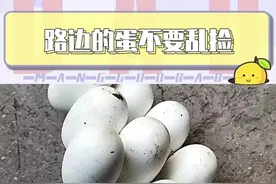遇到奇奇怪怪的蛋千万不要轻易碰! #蛇 #冷知识 #过山峰 #蛇蛋 #大自然视频封面