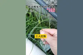 今天在老家看到水蜈蚣别名：球子草、疟疾草、三荚草、金牛草、寒气草、金钮草、夜摩草、十字草、姜虫草、露水草、水牛草、三步跳、散寒草、姜芽草、寒筋草、水香附、燕含珠、发汗草、 山蜈蚣、无头香附、龙吐珠、三夹草、水香草、一粒雪、三角草、落地杨梅、三箭草、球头草、雷公草、地杨梅、三人扛珠、寒热头草、一粒珠、九头香、水竹钵、 一粒关、狗公草、千打锤、落地蚂蟥、三棱环、一粒子草、黄古头草、水金钗、水土香、钢拳头、连根草、草含珠。分享给大家，春无杂草，认识就是宝。看到别把它当杂草哦。#那些很有乡野气息的植物 #你的家乡有这种植物吗 #草药植物知识百科大全 #一日一植物 #农村路旁常有小植物视频封面