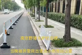 南京野猪卡护栏后续视频封面