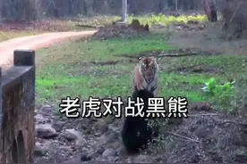 老虎对战黑熊 #看动物世界品百味人生 #野生动物零距离视频封面