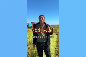 2024年水稻收割正式启动，早稻子开始收青粮了，满地稻香，二姐夫帮工收地#新农人计划2024 #乡村生活家 #秋收的季节视频封面